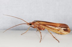 Limnephilus ornatus