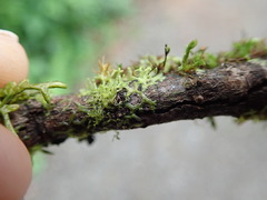 Metzgeria consanguinea
