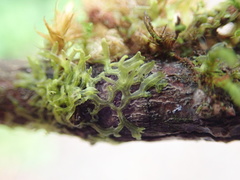 Metzgeria consanguinea