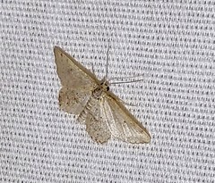 Idaea tacturata