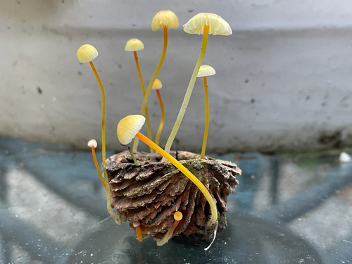 Walnut Mycena