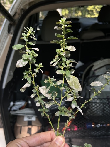 Image of Polygonum erectum by (c) Nathan Aaron, some rights reserved (CC BY)