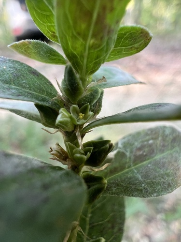 Image of Polygonum erectum by (c) Nathan Aaron, some rights reserved (CC BY)