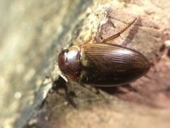 Copelatus chevrolati