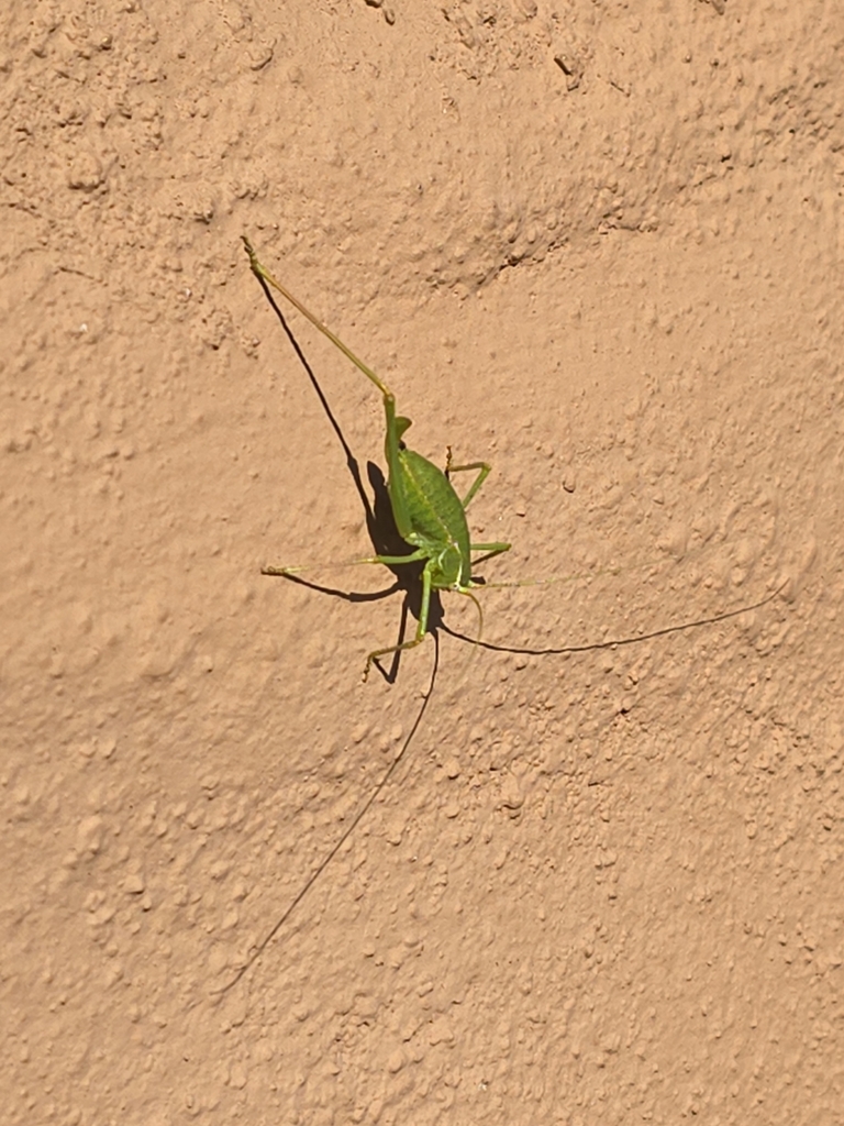 common short-winged katydid