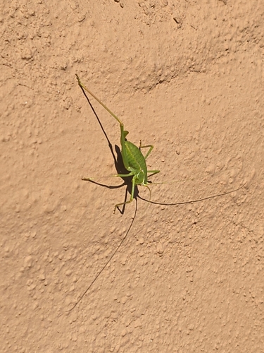 common short-winged katydid