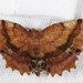 Scallop Moth - Photo (c) Jason M Crockwell, some rights reserved (CC BY-NC-ND), uploaded by Jason M Crockwell