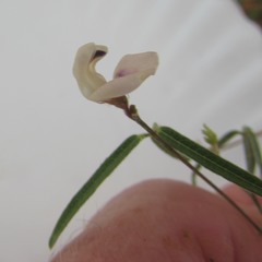 Strophostyles leiosperma