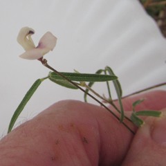 Strophostyles leiosperma