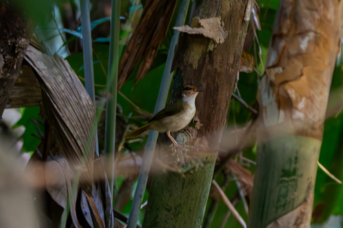 Riverbank Warbler (mesoleuca)