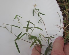 Strophostyles leiosperma