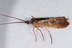 Nemotaulius hostilis