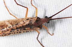 Nemotaulius hostilis