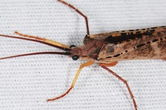 Nemotaulius hostilis