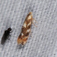 Bucculatrix canadensisella