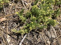 Galium ambiguum