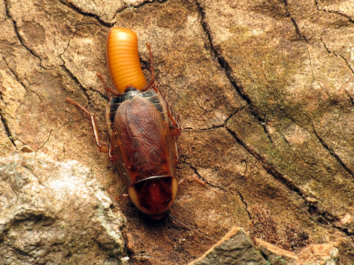 Pennsylvania Wood Cockroach photo 3