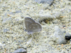Glaucopsyche lygdamus couperi