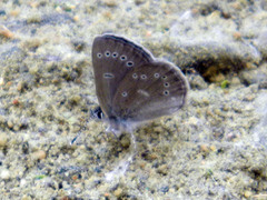 Glaucopsyche lygdamus couperi