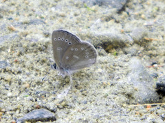 Glaucopsyche lygdamus couperi