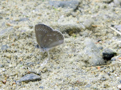 Glaucopsyche lygdamus couperi