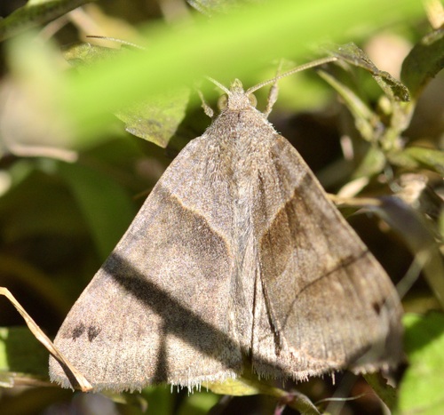 Clover Looper Moth photo 6
