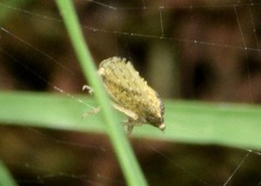 Xerophloea