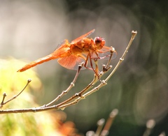 Libellula saturata