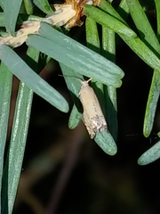 Notocelia culminana