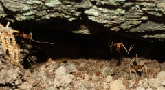 Leptomyrmex rufipes