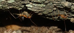 Leptomyrmex rufipes