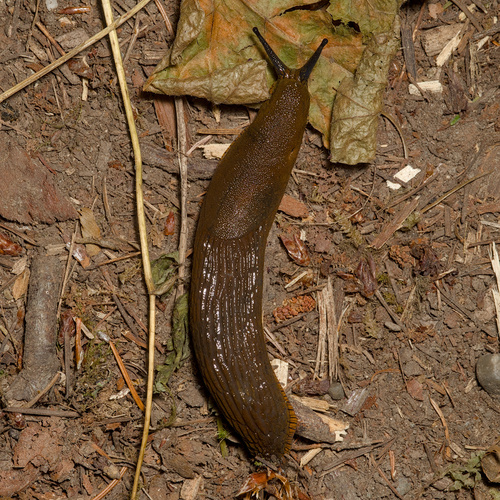 Didysis arionas nuotrauka