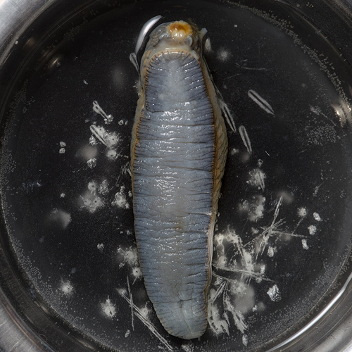 Didysis arionas nuotrauka