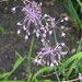 Allium cirrhosum - Photo (c) Agnieszka Kwiecień, Nova, some rights reserved (CC BY-SA)