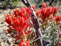 Castilleja chromosa