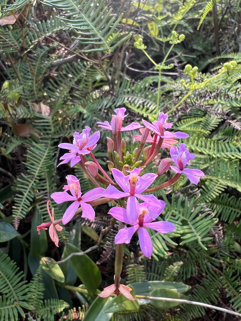 Reedstem Epidendrums