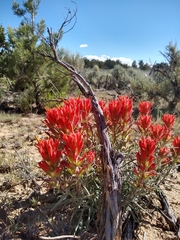 Castilleja chromosa