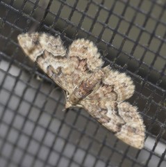 Gymnoscelis lophopus