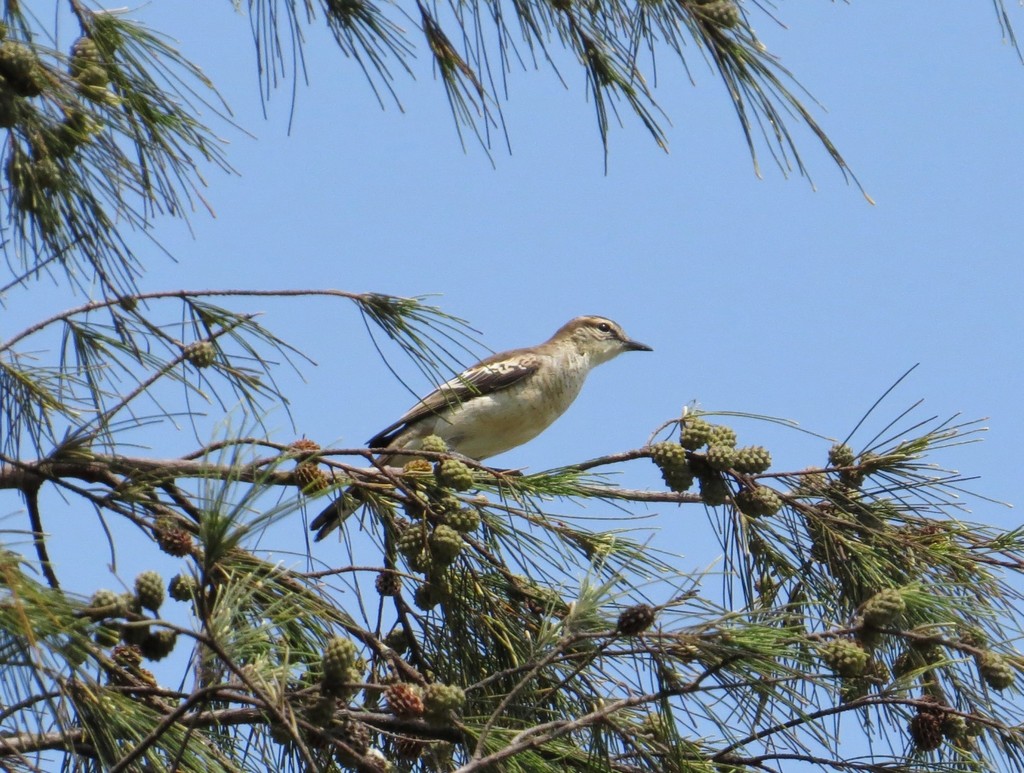 White-Shouldered Triller