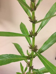 Hygrophila lacustris