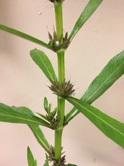 Hygrophila lacustris