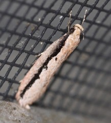 Leptocroca sanguinolenta