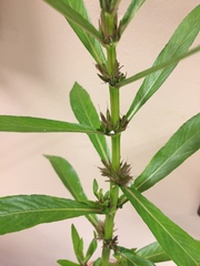Hygrophila lacustris