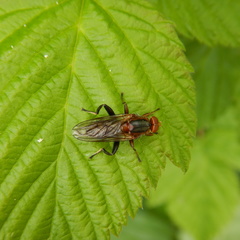 Hammerschmidtia rufa