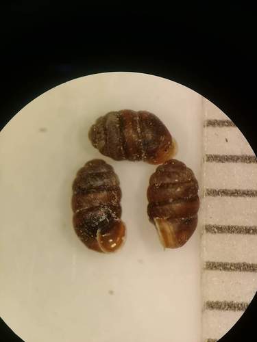 Pupilla blandi observed 2019-06-24