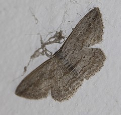 Scopula desita