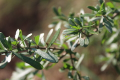 Forestiera angustifolia