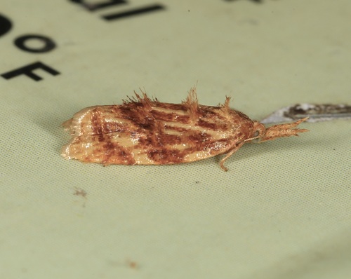 Niasoma metallicana