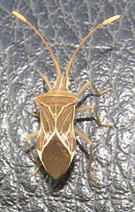 Cletoliturus lituripennis