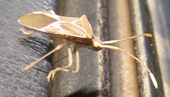 Cletoliturus lituripennis